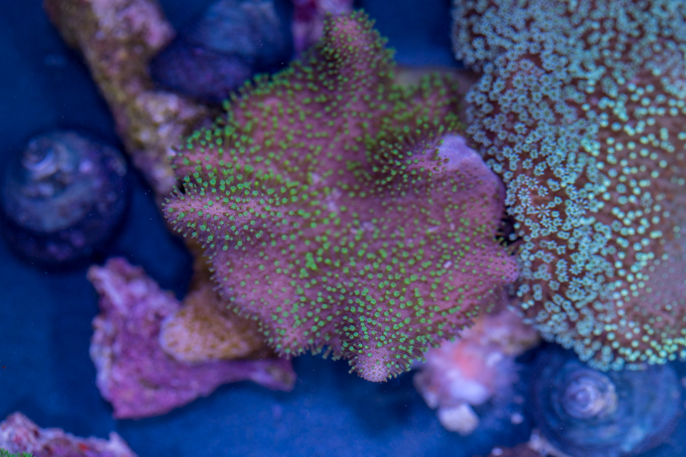 Toadstool Leather 1 Toadstool Leather