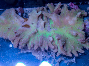 Rooster Comb Leather