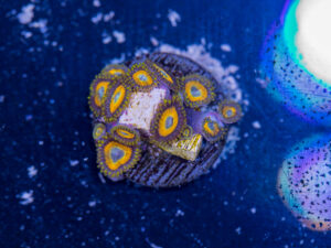 Zoanthids - LA Laker