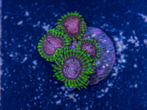 Zoanthids - Purple Monster