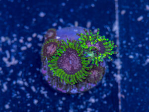 Zoanthids - Purple Monster