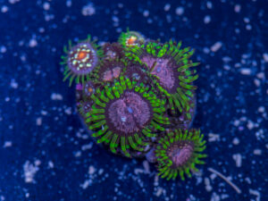 Zoanthids - Purple Monster
