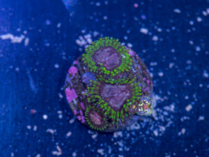 Zoanthids - Purple Monster