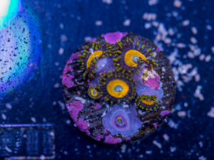 Zoanthids - LA Laker