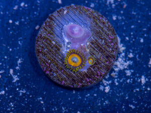 Zoanthids - LA Laker