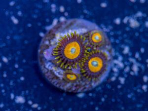 Zoanthids - LA Laker