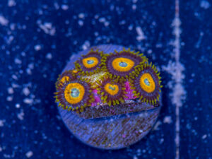 Zoanthids - LA Laker