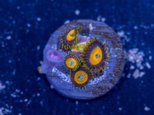 Zoanthids - LA Laker