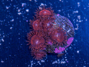 Zoanthids - Darth Maul