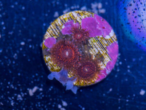 Zoanthids - Darth Maul