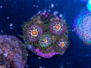 Zoanthids - Pinwheel