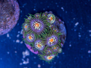 Zoanthids - Pinwheel