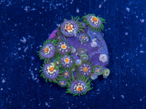 Zoanthids - Pinwheel