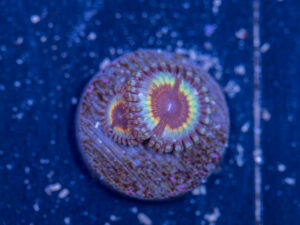 Zoanthids - Petroglyph