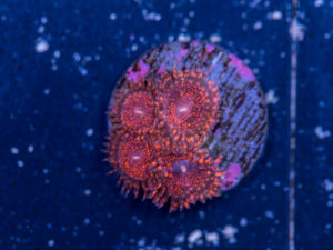 Zoanthids - Darth Maul