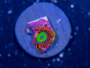 Zoanthids - Emerald on Fire