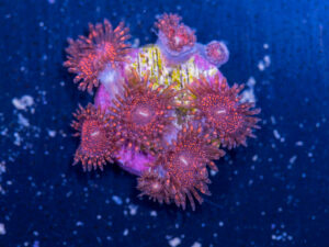 Zoanthids - Darth Maul