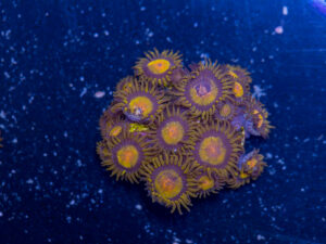 Zoanthids - King Midas