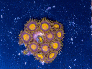 Zoanthids - King Midas
