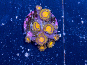 Zoanthids - King Midas