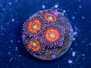 Zoanthids - Everlasting Gobstopper