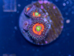 Zoanthids - Everlasting Gobstopper