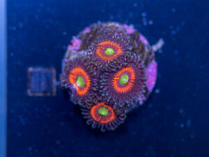 Zoanthids - Everlasting Gobstopper