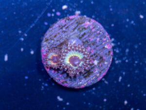 Zoanthids - Petroglyph