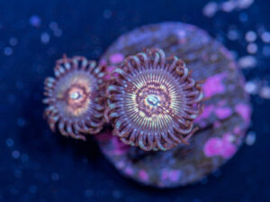 Zoanthids - Dragon Slayer