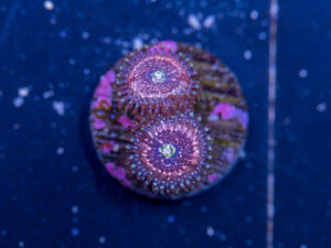 Zoanthids - Pink Zipper