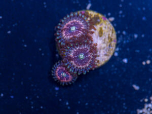 Zoanthids - Pink Zipper