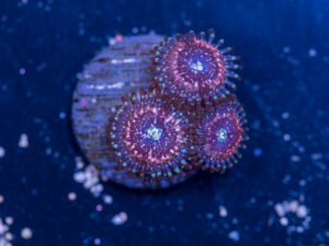 Zoanthids - Pink Zipper