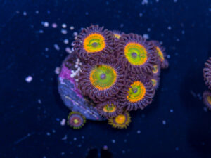Zoanthids - Sunny D