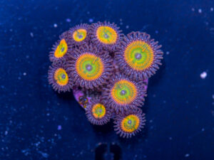Zoanthids - Sunny D