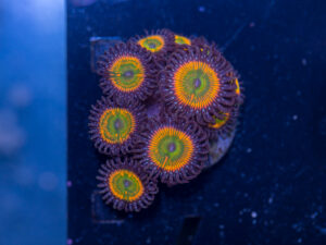 Zoanthids - Sunny D