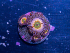 Zoanthids - Peach Infusion