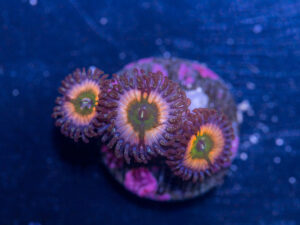 Zoanthids - Peach Infusion