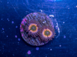 Zoanthids - Peach Infusion