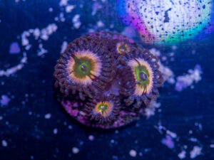 Zoanthids - Peach Infusion