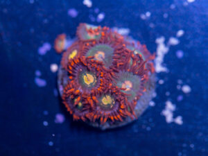 Zoanthids - Gatorade