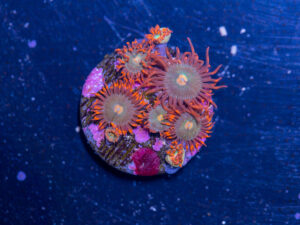 Zoanthids - Gatorade