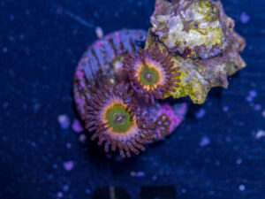 Zoanthids - Peach Infusion