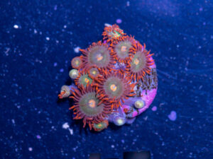 Zoanthids - Gatorade