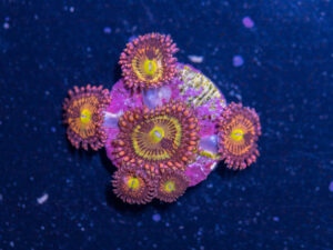 Zoanthids - Alien Anti Venom
