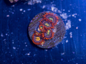 Zoanthids - Flaming Sun