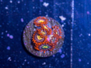 Zoanthids - Flaming Sun