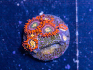 Zoanthids - Flaming Sun