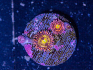 Zoanthids - Alien Anti Venom