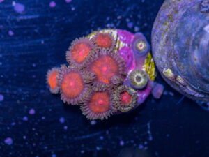 Zoanthids - Dragon Eye