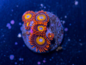 Zoanthids - BBEB